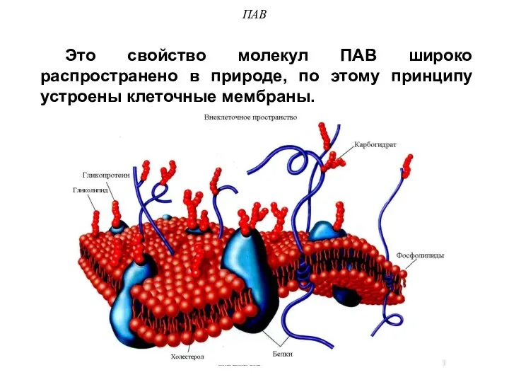 ПАВ Это свойство молекул ПАВ широко распространено в природе, по этому принципу устроены клеточные мембраны.