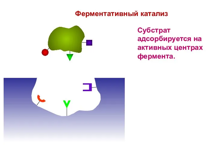 Ферментативный катализ Субстрат адсорбируется на активных центрах фермента.