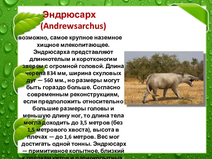 Эндрюсарх (Andrewsarchus) возможно, самое крупное наземное хищное млекопитающее. Эндрюсарха представляют длиннотелым и коротконогим