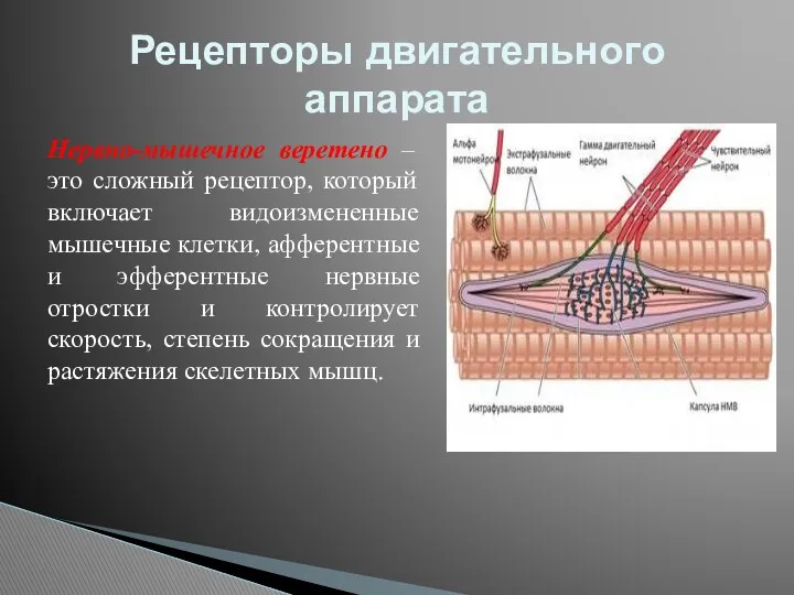 Нервно-мышечное веретено – это сложный рецептор, который включает видоизмененные мышечные