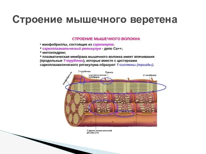 Строение мышечного веретена