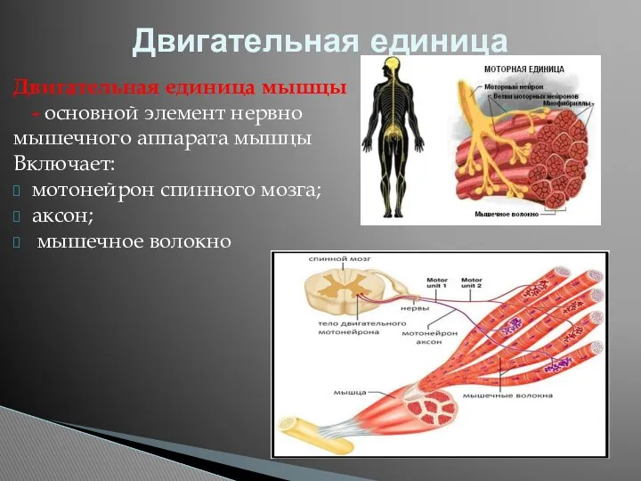 Двигательная единица мышцы - основной элемент нервно мышечного аппарата мышцы