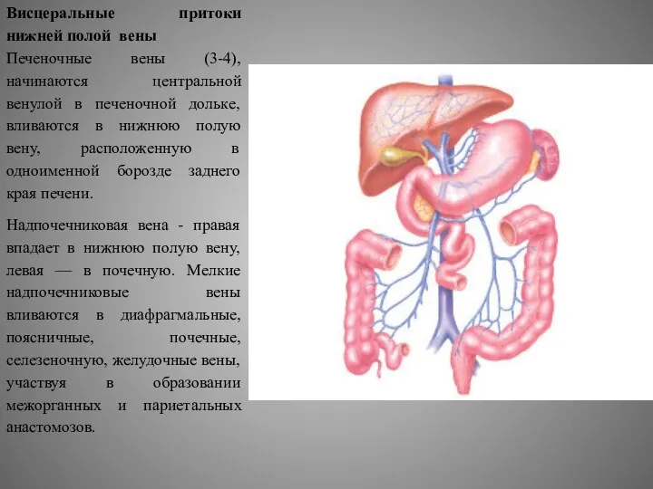 Висцеральные притоки нижней полой вены Печеночные вены (3-4), начинаются центральной