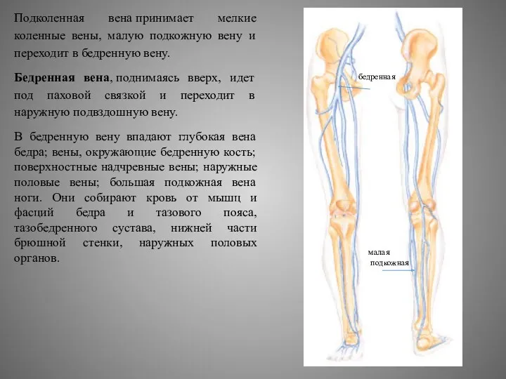 Подколенная вена принимает мелкие коленные вены, малую подкожную вену и