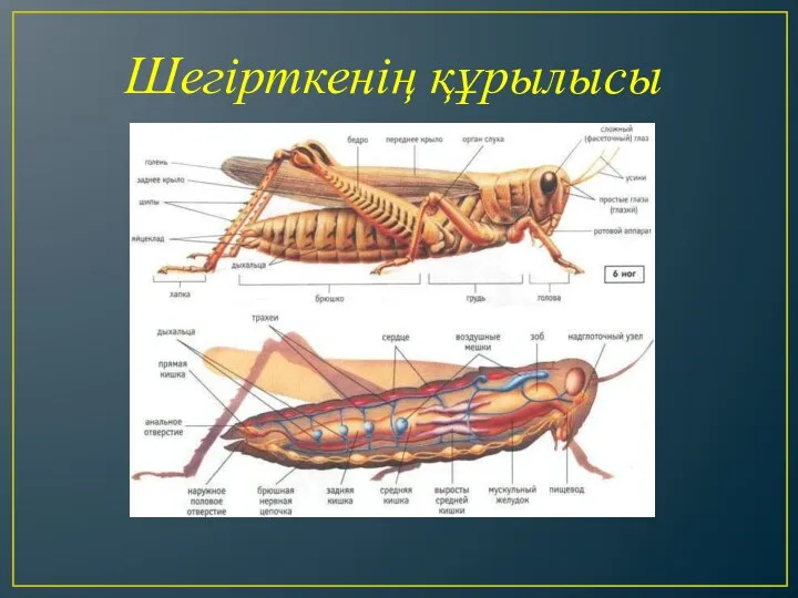 Шегірткенің құрылысы