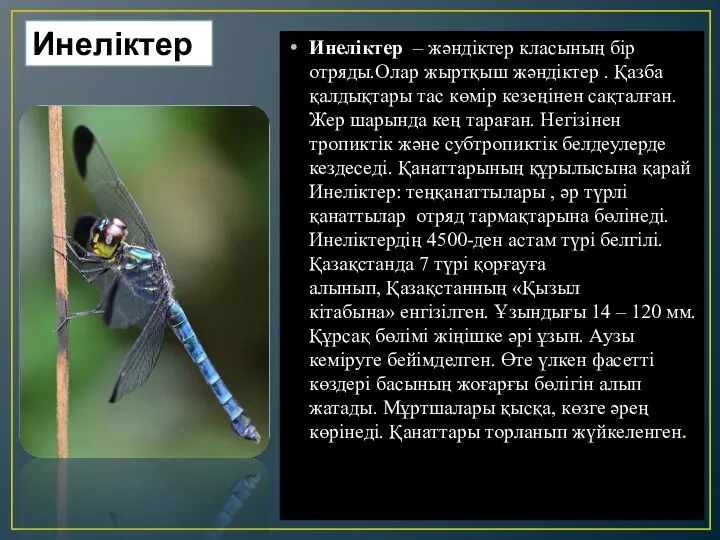 Инеліктер Инеліктер – жәндіктер класының бір отряды.Олар жыртқыш жәндіктер .