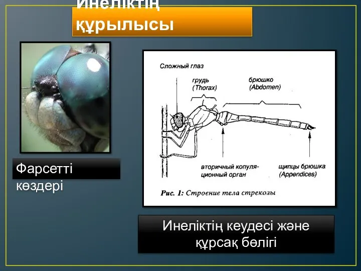 Инеліктің құрылысы Фарсетті көздері Инеліктің кеудесі және құрсақ бөлігі