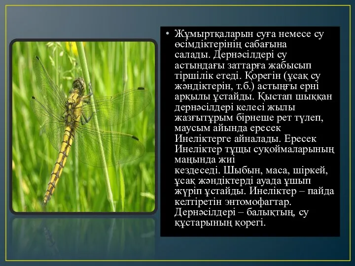 Жұмыртқаларын суға немесе су өсімдіктерінің сабағына салады. Дернәсілдері су астындағы