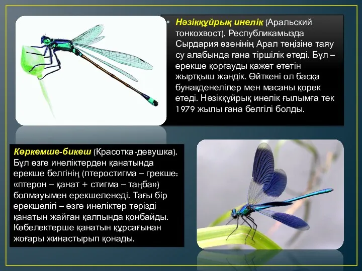 Нәзікқұйрық инелік (Аральский тонкохвост). Республикамызда Сырдария өзенінің Арал теңізіне таяу