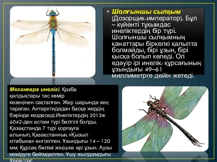 Шолғыншы сылқым (Дозорщик-император). Бұл – күйенті тұқымдас инеліктердің бір түрі.