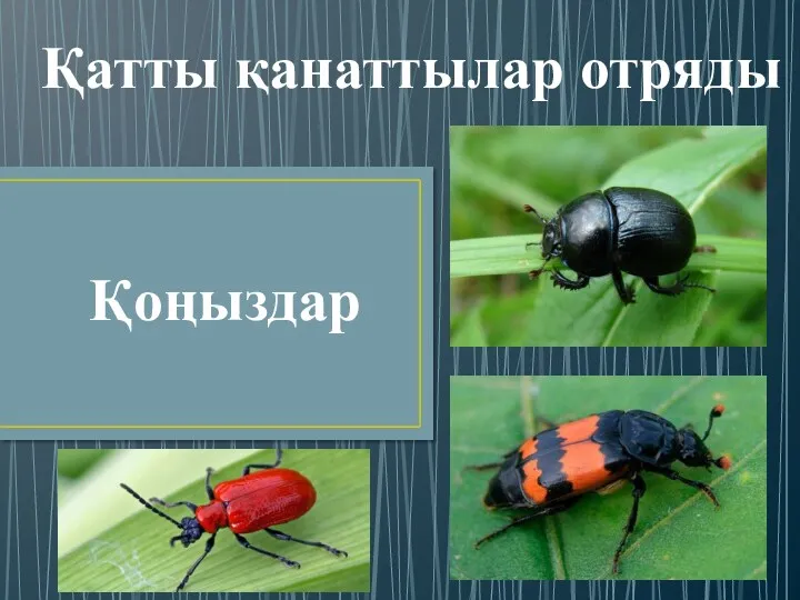 Қатты қанаттылар отряды Қоңыздар