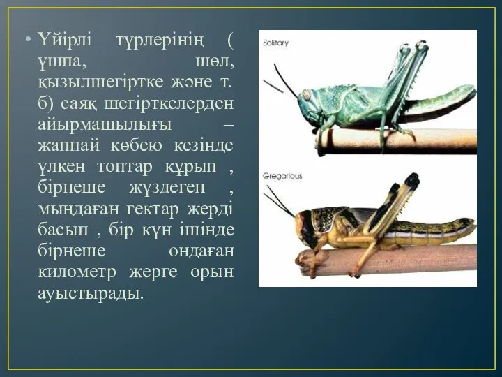 Үйірлі түрлерінің ( ұшпа, шөл, қызылшегіртке және т.б) саяқ шегірткелерден