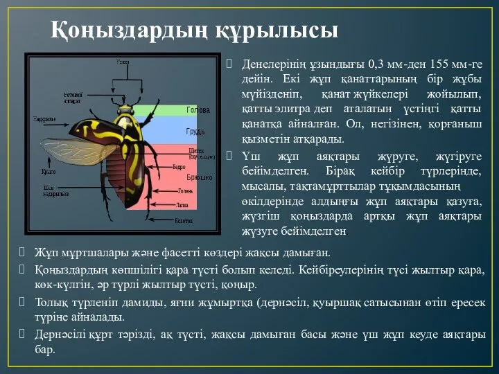 Қоңыздардың құрылысы Денелерінің ұзындығы 0,3 мм-ден 155 мм-ге дейін. Екі