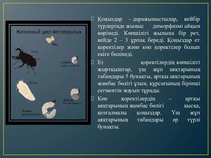 Қоңыздар – даражыныстылар, кейбір түрлерінде жыныс диморфизмі айқын көрінеді. Көпшілігі