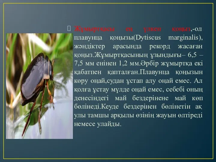 Жұмыртқасы ең үлкен қоңыз,-ол плавунца қоңызы(Dytiscus marginalis),жәндіктер арасында рекорд жасаған