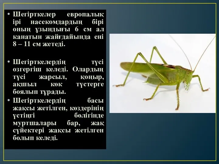 Шегірткелер европалық ірі насекомдардың бірі оның ұзындығы 6 см ал