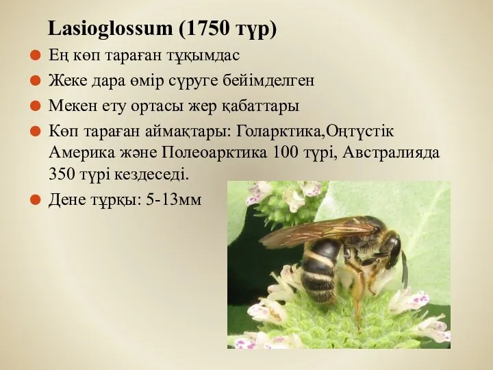 Lasioglossum (1750 түр) Ең көп тараған тұқымдас Жеке дара өмір