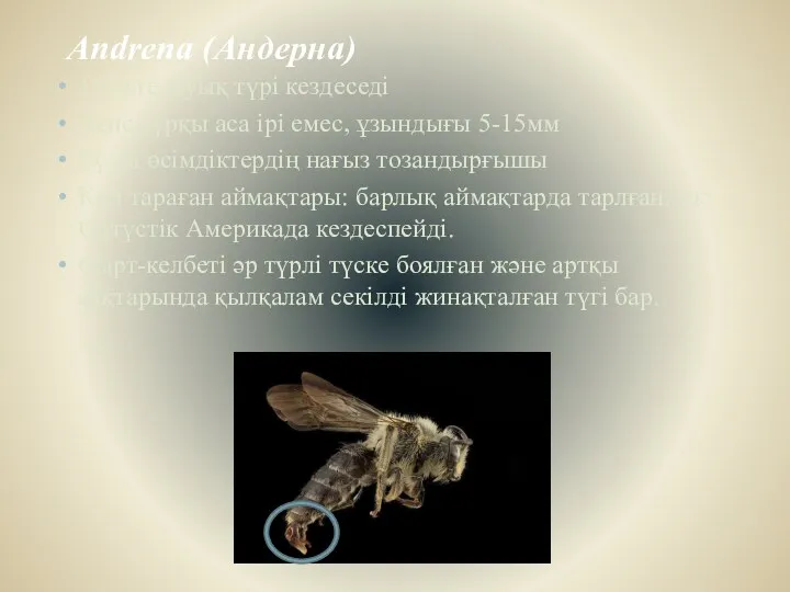 Andrena (Андерна) 1500 ге жуық түрі кездеседі Дене тұрқы аса