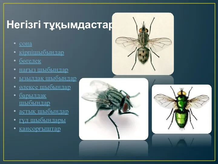 Негізгі тұқымдастар сона кірпішыбындар бөгелек нағыз шыбындар ызылдақ шыбындар өлексе