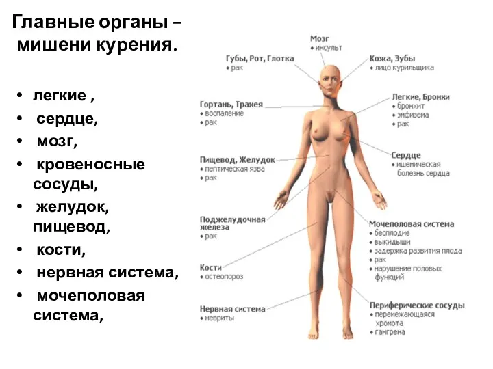 Главные органы – мишени курения. легкие , сердце, мозг, кровеносные