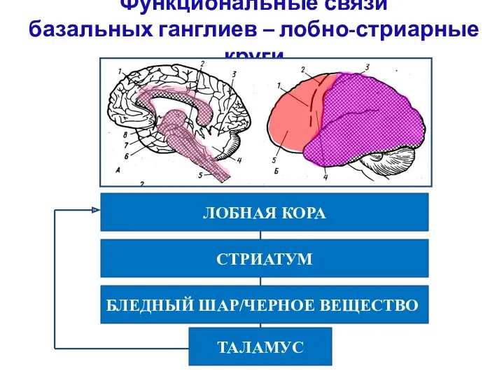 Функциональные связи базальных ганглиев – лобно-стриарные круги ЛОБНАЯ КОРА СТРИАТУМ БЛЕДНЫЙ ШАР/ЧЕРНОЕ ВЕЩЕСТВО ТАЛАМУС