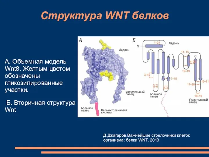 Структура WNT белков Д.Джагаров.Важнейшие стрелочники клеток организма: белки WNT, 2013