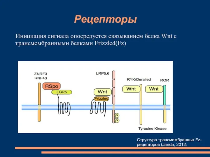 Рецепторы Инициация сигнала опосредуется связыванием белка Wnt с трансмембранными белками Frizzled(Fz) Структура трансмембранных Fz-рецепторов (Janda, 2012)