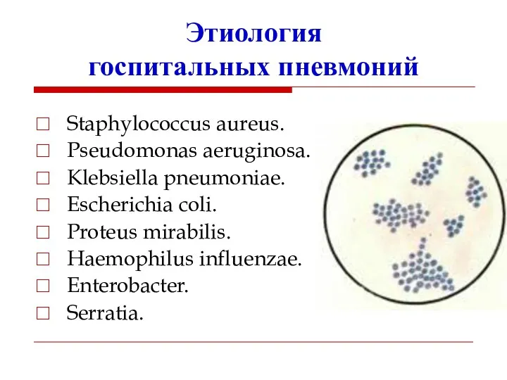 Этиология госпитальных пневмоний Staphylococcus aureus. Pseudomonas aeruginosa. Klebsiella pneumoniae. Escherichia
