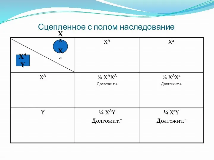 Сцепленное с полом наследование XАXа XАY