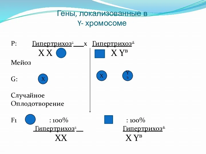 Гены, локализованные в Y- хромосоме P: Гипертрихоз- x Гипертрихоз+ Х