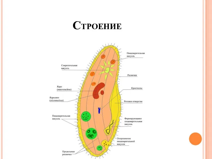 Строение