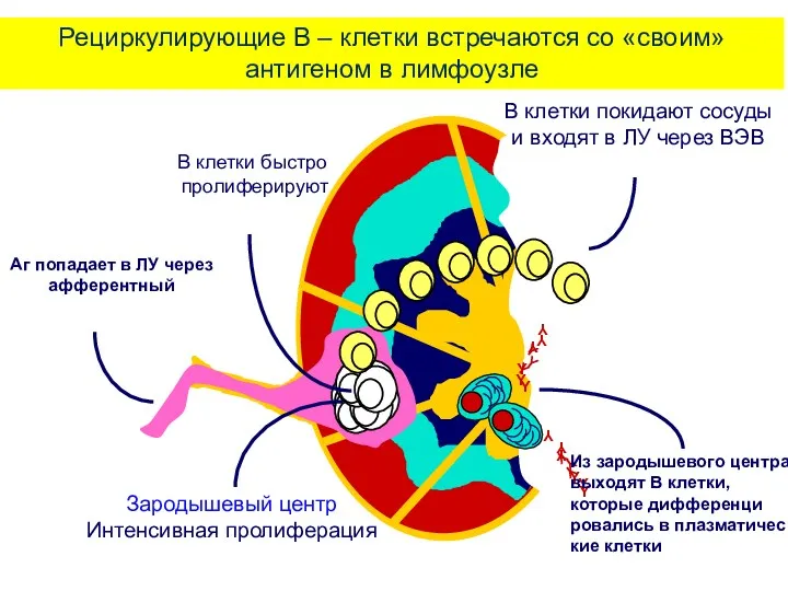 Рециркулирующие В – клетки встречаются со «своим» антигеном в лимфоузле