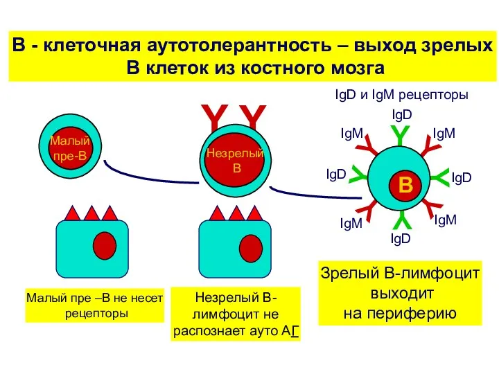 Y Y Y Y Y Y Зрелый В-лимфоцит выходит на