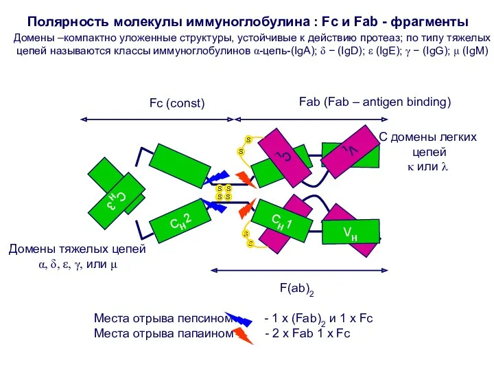 Домены –компактно уложенные структуры, устойчивые к действию протеаз; по типу