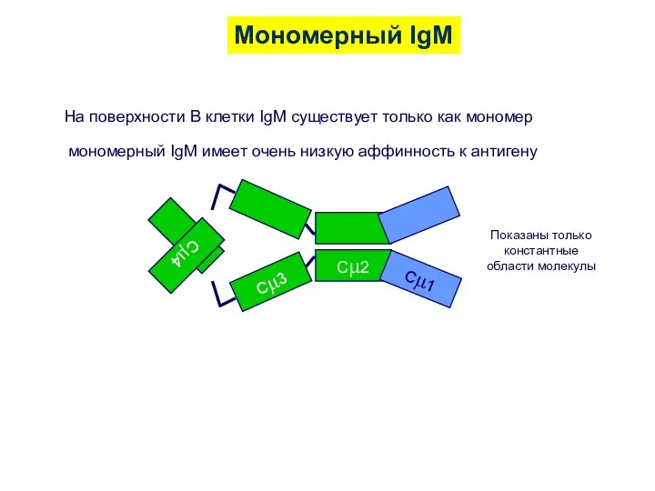 Мономерный IgM На поверхности В клетки IgM существует только как