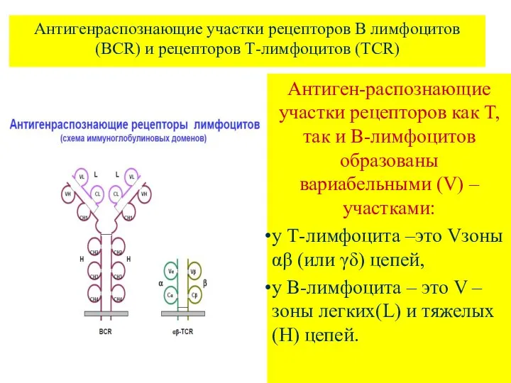 Антигенраспознающие участки рецепторов В лимфоцитов (ВCR) и рецепторов Т-лимфоцитов (TCR)