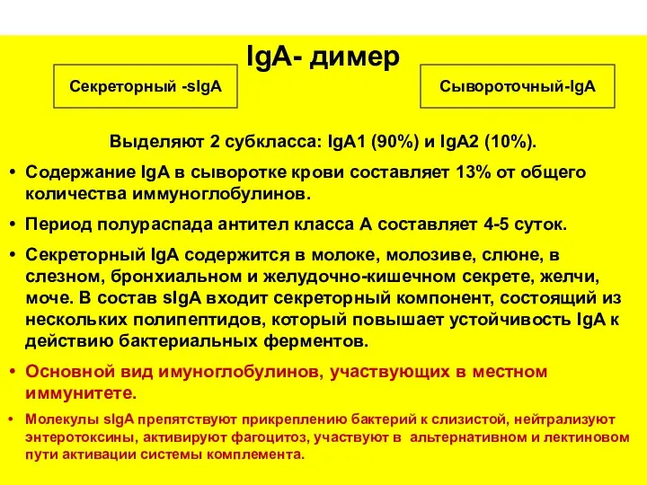 IgA- димер Выделяют 2 субкласса: IgA1 (90%) и IgA2 (10%).