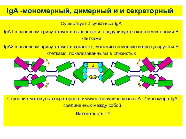 IgA -мономерный, димерный и и секреторный Существует 2 субкласса IgA