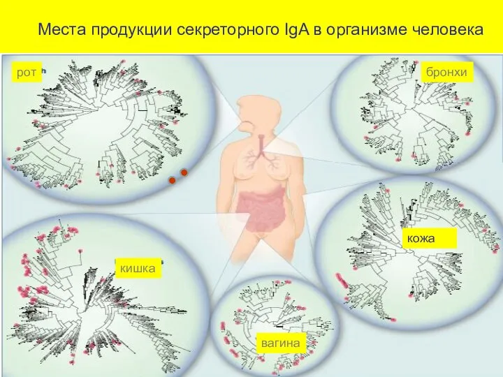 Места продукции секреторного IgA в организме человека рот бронхи кишка вагина кожа