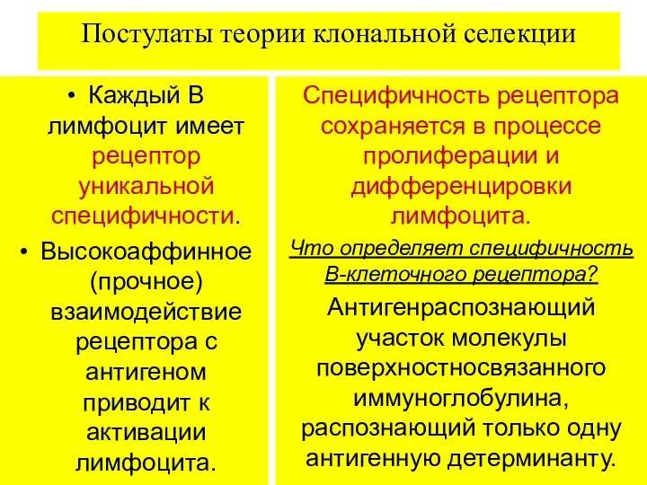 Постулаты теории клональной селекции Каждый В лимфоцит имеет рецептор уникальной