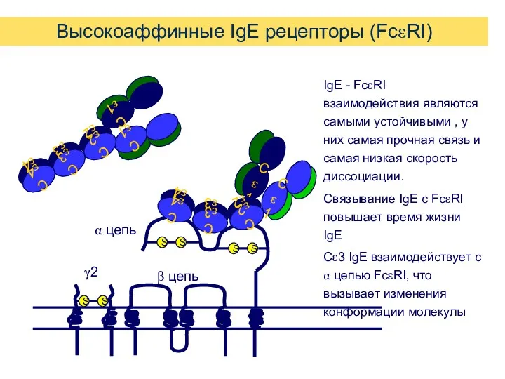 Высокоаффинные IgE рецепторы (FcεRI) IgE - FcεRI взаимодействия являются самыми