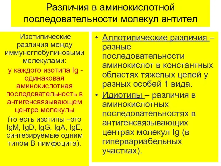 Различия в аминокислотной последовательности молекул антител Изотипические различия между иммуноглобулиновыми