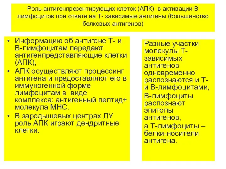 Роль антигенпрезентирующих клеток (АПК) в активации В лимфоцитов при ответе