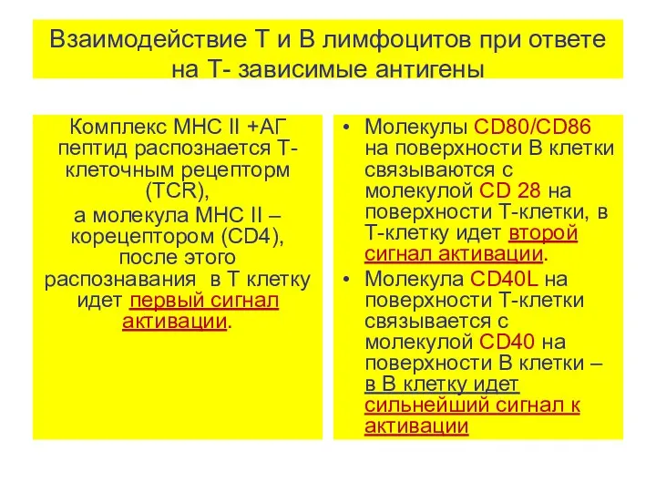 Взаимодействие Т и В лимфоцитов при ответе на Т- зависимые