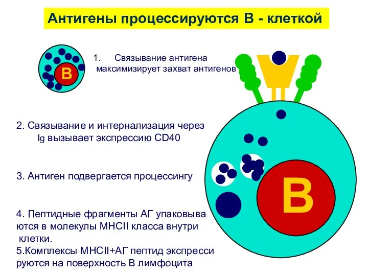 2. Связывание и интернализация через Ig вызывает экспрессию CD40 3.