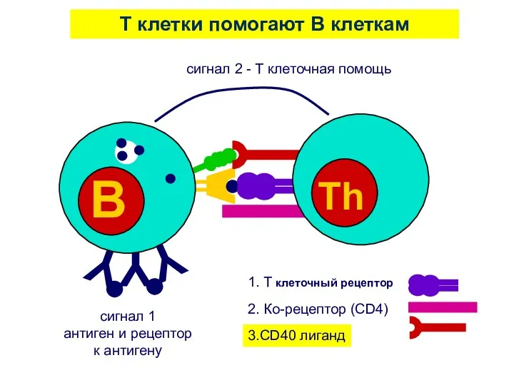 T клетки помогают B клеткам сигнал 1 антиген и рецептор