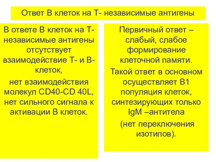 Ответ В клеток на Т- независимые антигены В ответе В