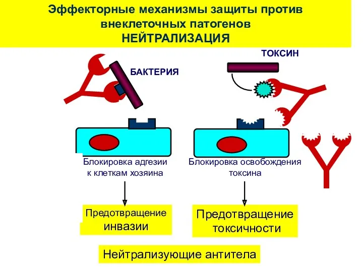 Эффекторные механизмы защиты против внеклеточных патогенов НЕЙТРАЛИЗАЦИЯ Нейтрализующие антитела БАКТЕРИЯ ТОКСИН