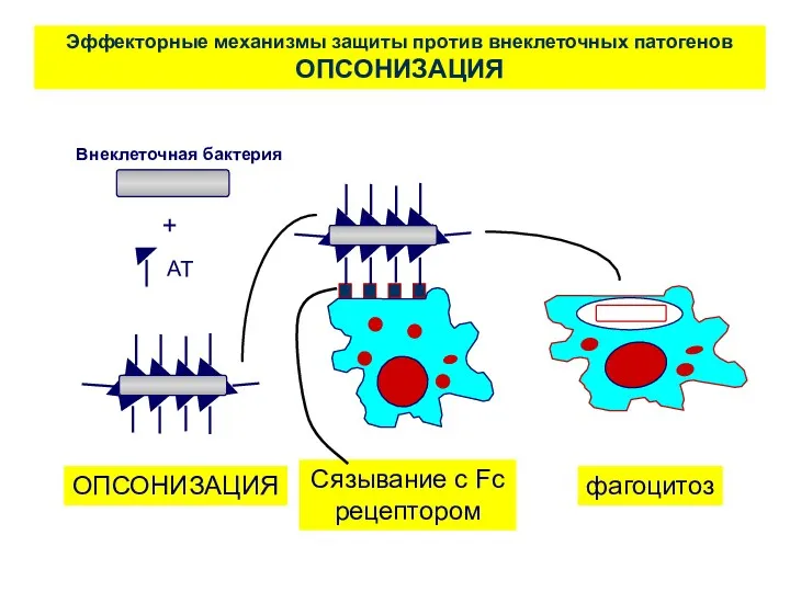 Эффекторные механизмы защиты против внеклеточных патогенов ОПСОНИЗАЦИЯ ОПСОНИЗАЦИЯ