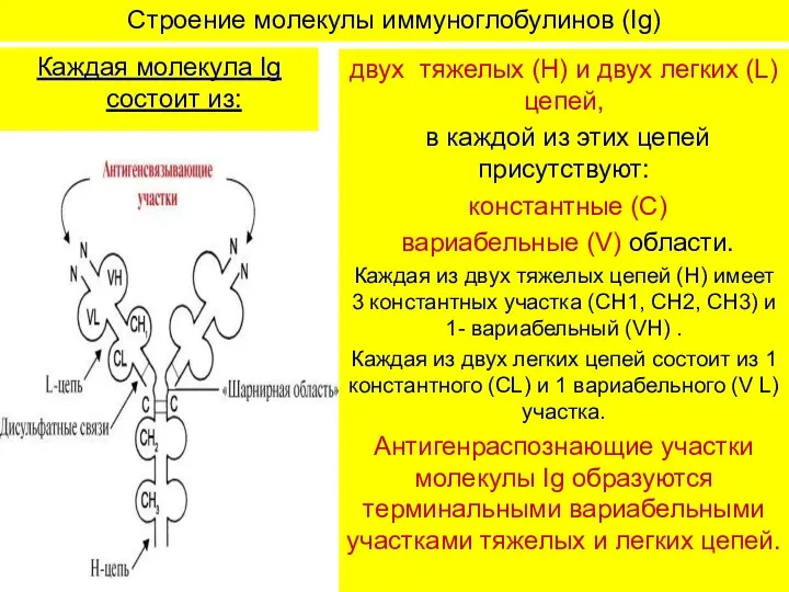 Строение молекулы иммуноглобулинов (Ig) Каждая молекула Ig состоит из: двух